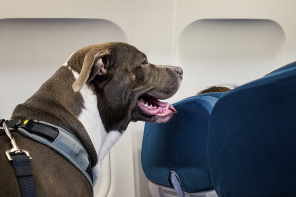 Airplane Small Dog Collar