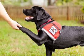 Service Dog Registration