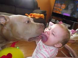 7 Reasons Pitbulls make great Family dogs!