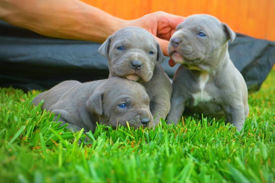 what should pitbull puppies eat