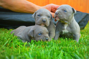 How much should you feed your Pitbull Puppy?