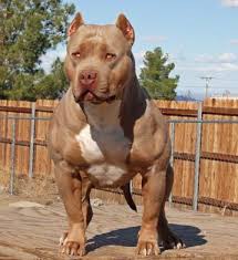 Top 10 American Bully/ Pitbull Kennels