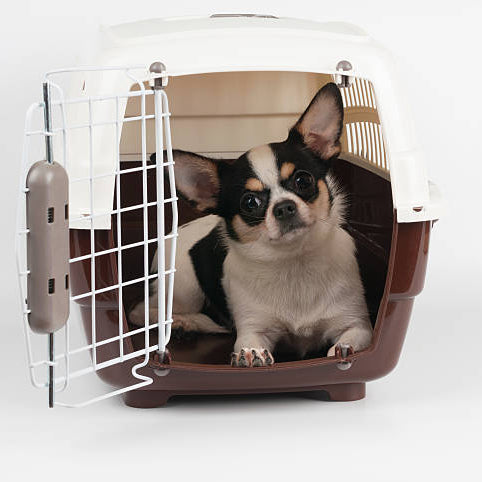 History of dog transportation