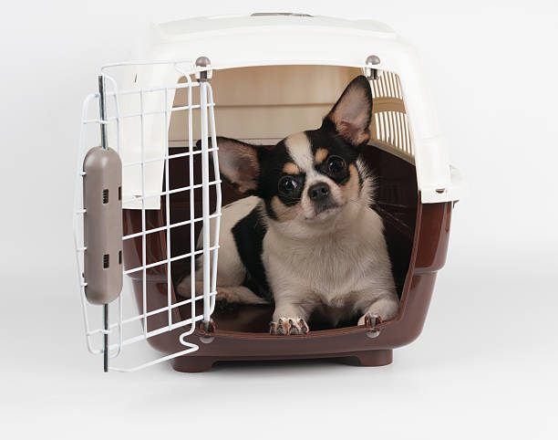 History of dog transportation