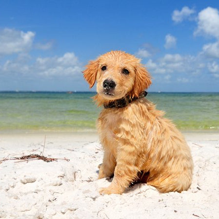 Guide to traveling with a dog in Florida