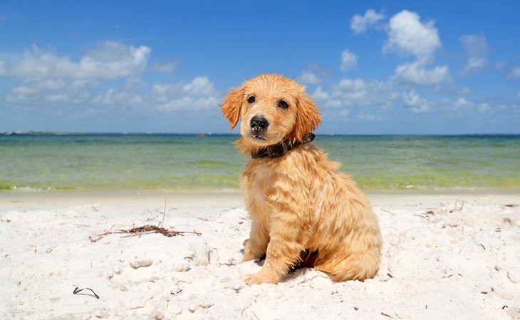 Guide to traveling with a dog in Florida