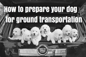 How to prepare your Pet for ground transportation.
