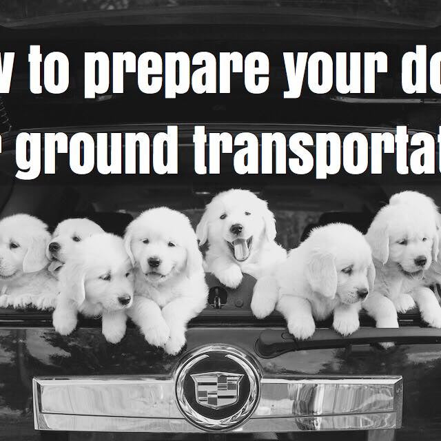 How to prepare your Pet for ground transportation.