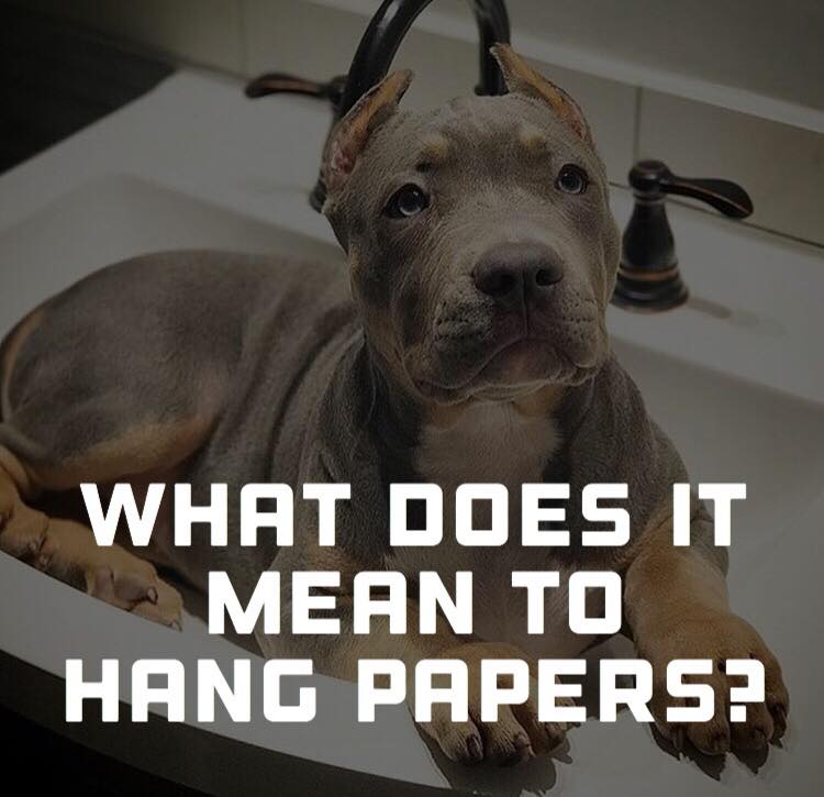 what does it mean when a dog has papers