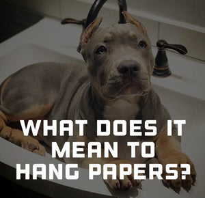 What does it mean to hang papers on a dog?