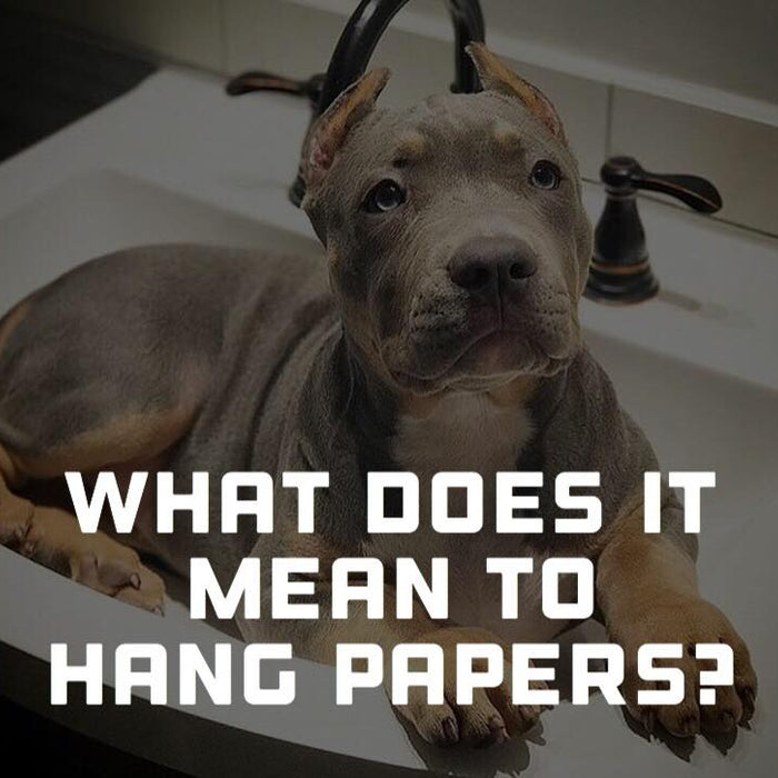 What does it mean to hang papers on a dog?