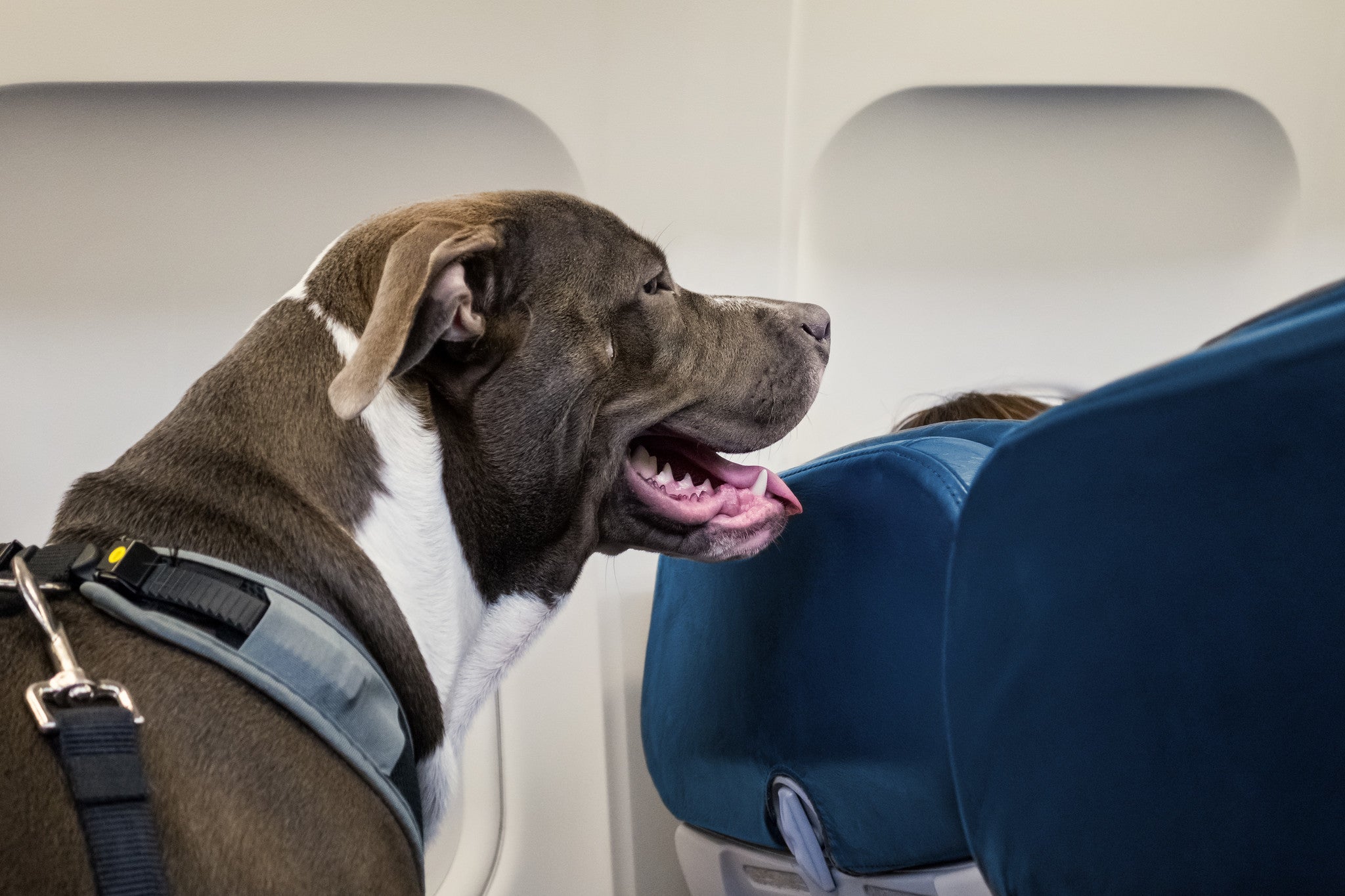 can you fly with a pitbull?