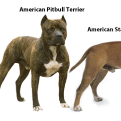 The different type of Pitbulls