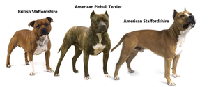 The different type of Pitbulls