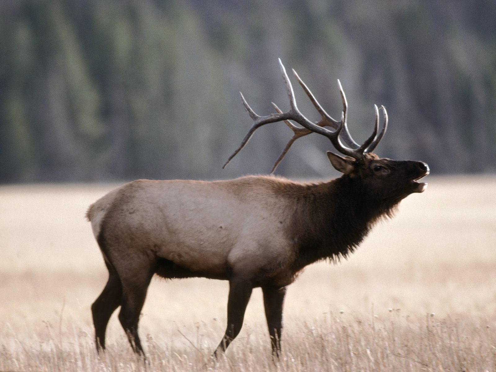 Elk Antlers 